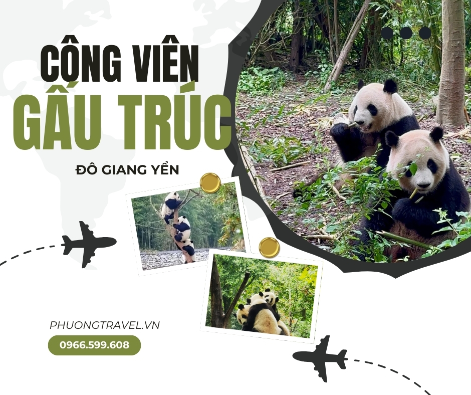 Khám phá Công viên Gấu Trúc Thành Đô – Thiên đường quốc bảo giữa lòng Tứ Xuyên