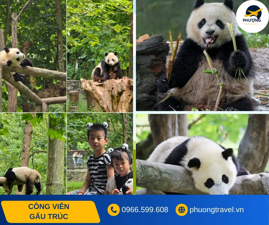 Khám phá Công viên Gấu Trúc Thành Đô – Thiên đường quốc bảo giữa lòng Tứ Xuyên